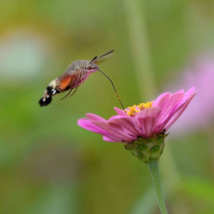 昆虫世界里的“四不像”——蜂鸟鹰蛾