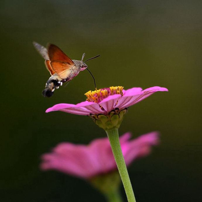 昆虫世界里的“四不像”——蜂鸟鹰蛾