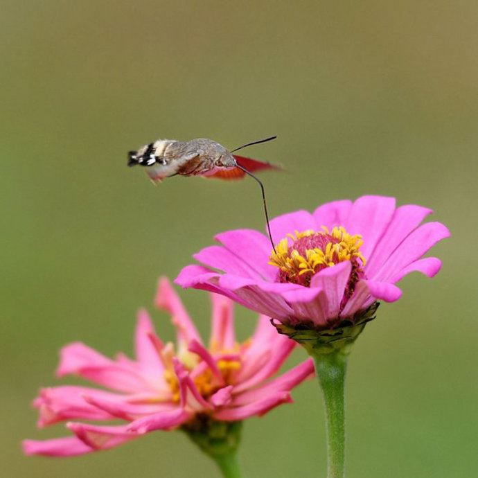 昆虫世界里的“四不像”——蜂鸟鹰蛾