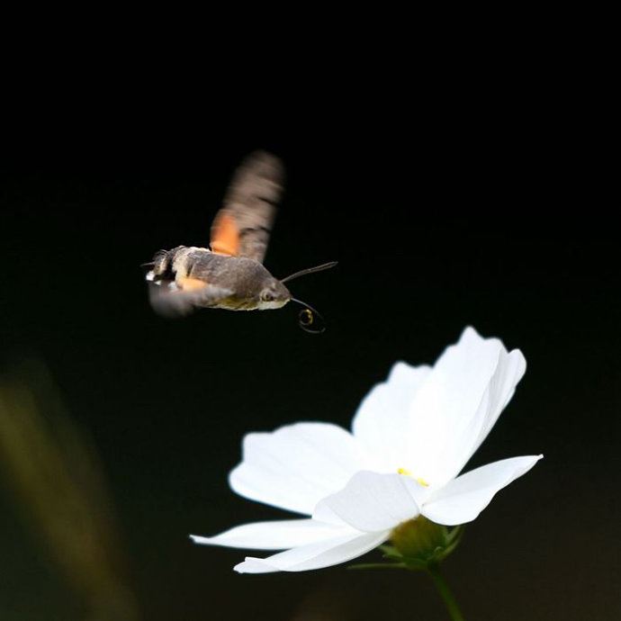 昆虫世界里的“四不像”——蜂鸟鹰蛾