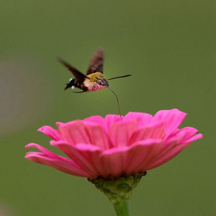 昆虫世界里的“四不像”——蜂鸟鹰蛾