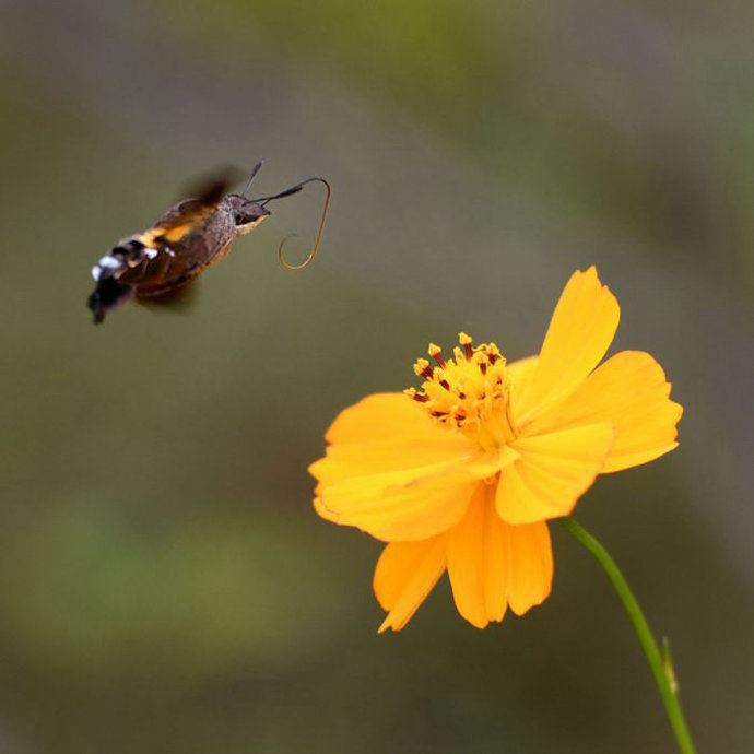 昆虫世界里的“四不像”——蜂鸟鹰蛾