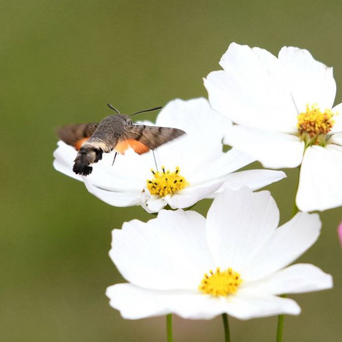 昆虫世界里的“四不像”——蜂鸟鹰蛾