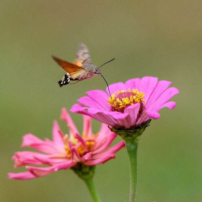 昆虫世界里的“四不像”——蜂鸟鹰蛾