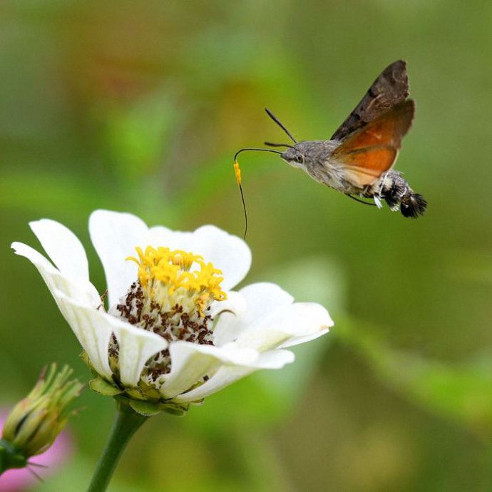 昆虫世界里的“四不像”——蜂鸟鹰蛾