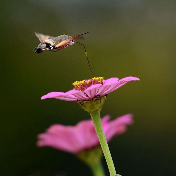 昆虫世界里的“四不像”——蜂鸟鹰蛾