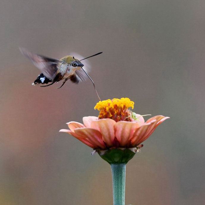 昆虫世界里的“四不像”——蜂鸟鹰蛾