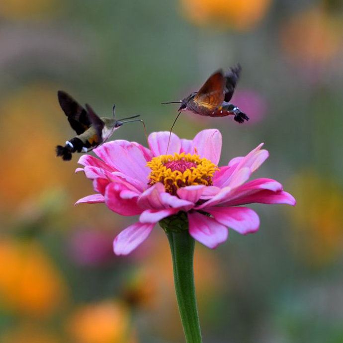 昆虫世界里的“四不像”——蜂鸟鹰蛾