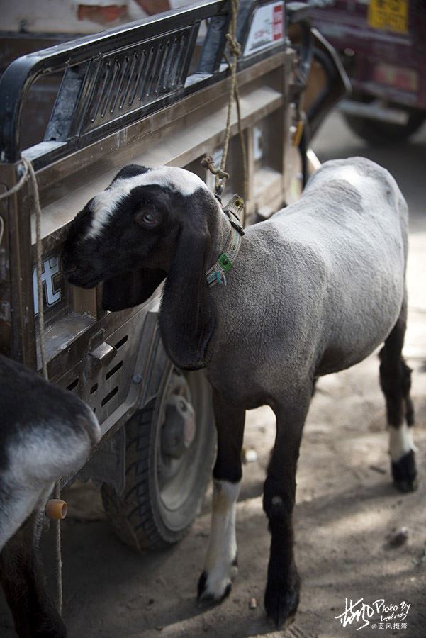 【色力布亚】南疆最大的农村大巴扎，看看这里都有啥