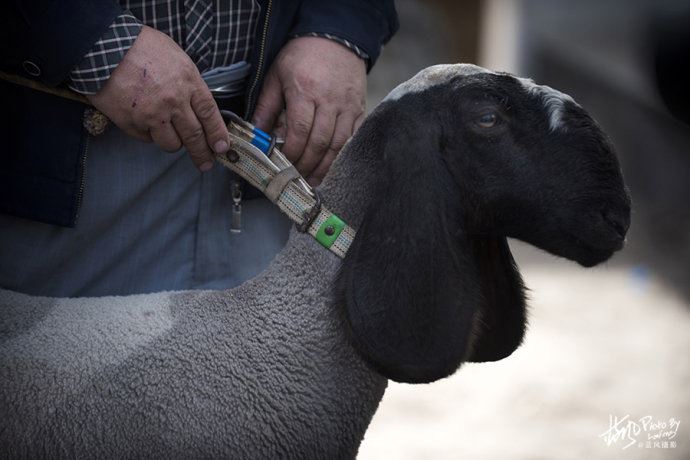 【色力布亚】南疆最大的农村大巴扎，看看这里都有啥