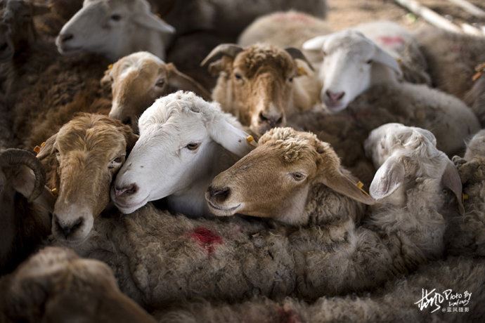 【色力布亚】南疆最大的农村大巴扎，看看这里都有啥