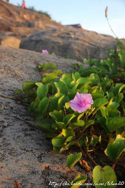【非常三亚】南山寺，静心禅修