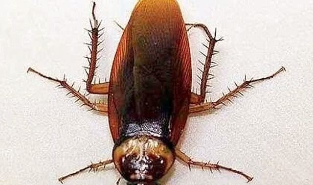 老人常说蟑螂不能用脚踩，不然会越来越多，知道真相后很无语