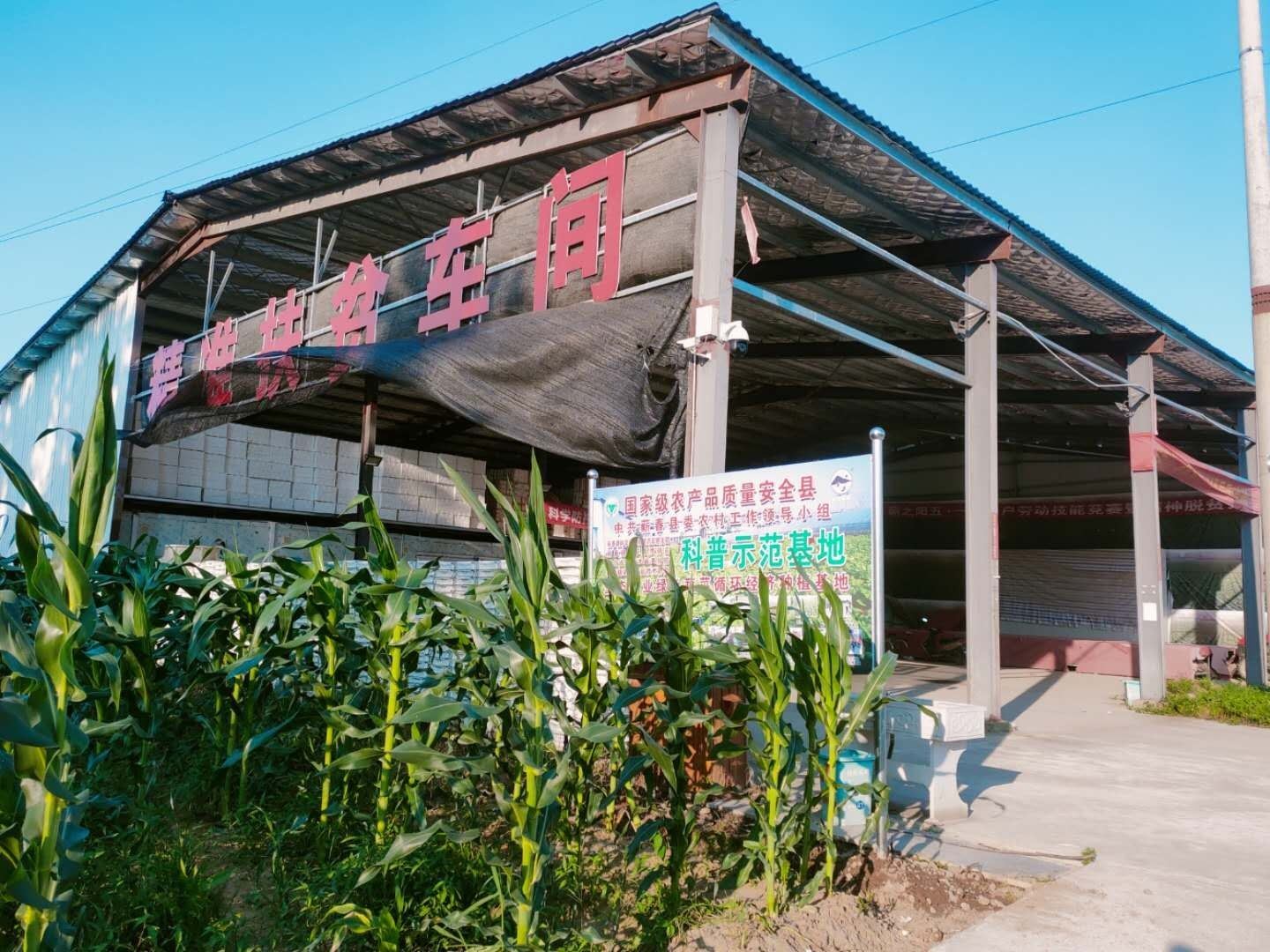 绷紧弦不松劲：湖北蕲春县委书记赵少莲到蕲之阳果蔬基地等处查看灾情