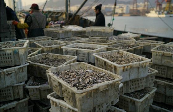 饲料鱼:中国水产养殖业背后的故事