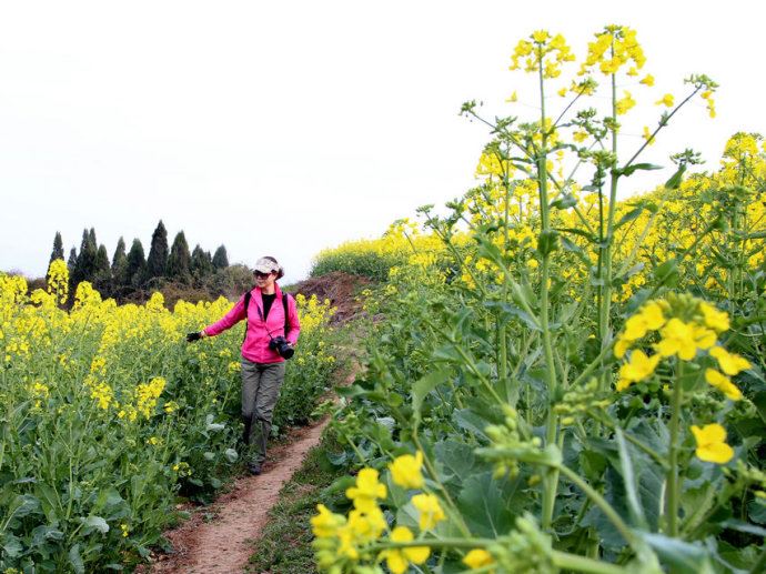 汉中之行----赏油菜花