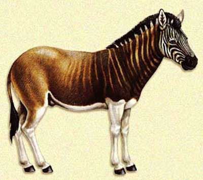 十种已灭绝的最令人叫绝的动物