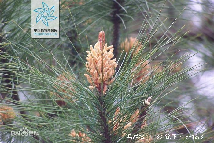 松树球