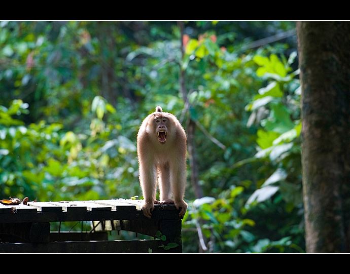 沙巴山打根·近观金枪不倒的长鼻猴