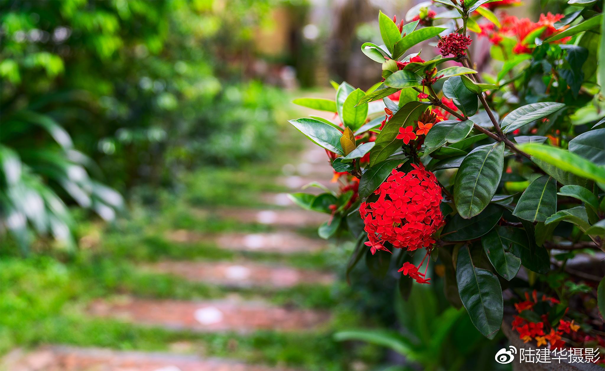 南社明清古村，29座宗祠供奉着同一个祖先