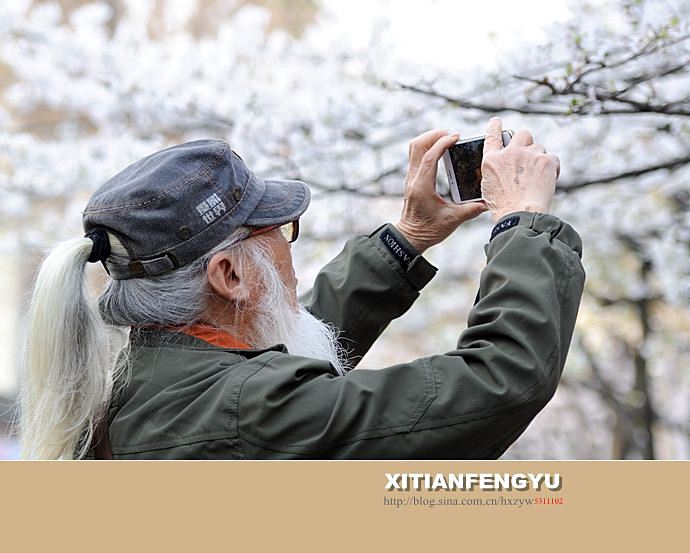 南京最美的樱花大道——鸡鸣寺路