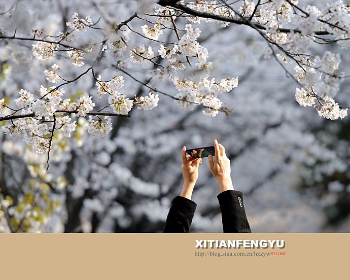 南京最美的樱花大道——鸡鸣寺路