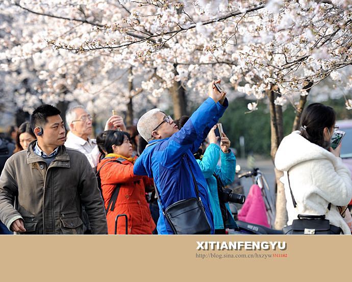 南京最美的樱花大道——鸡鸣寺路