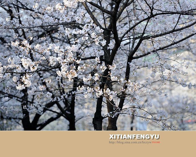 南京最美的樱花大道——鸡鸣寺路