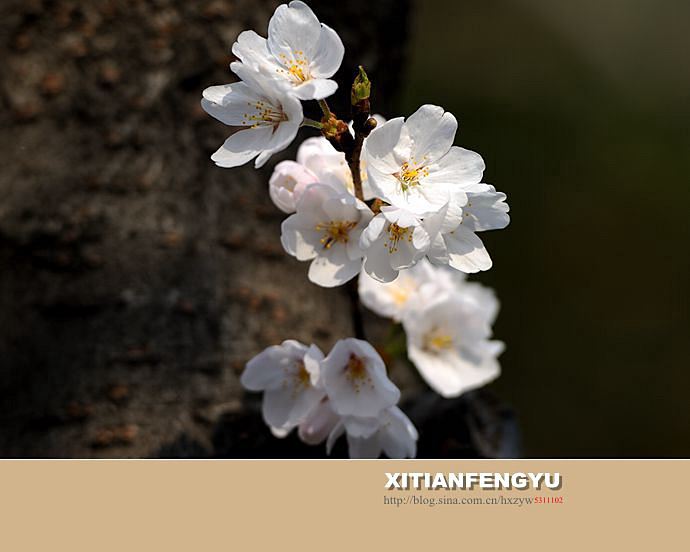 南京最美的樱花大道——鸡鸣寺路