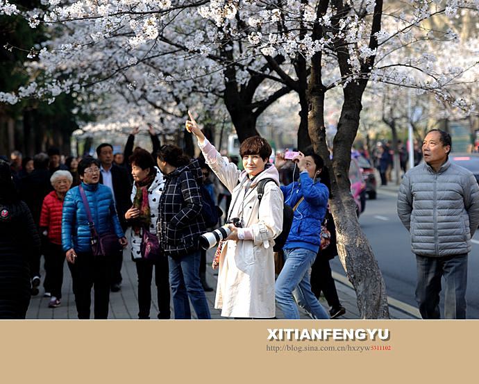 南京最美的樱花大道——鸡鸣寺路