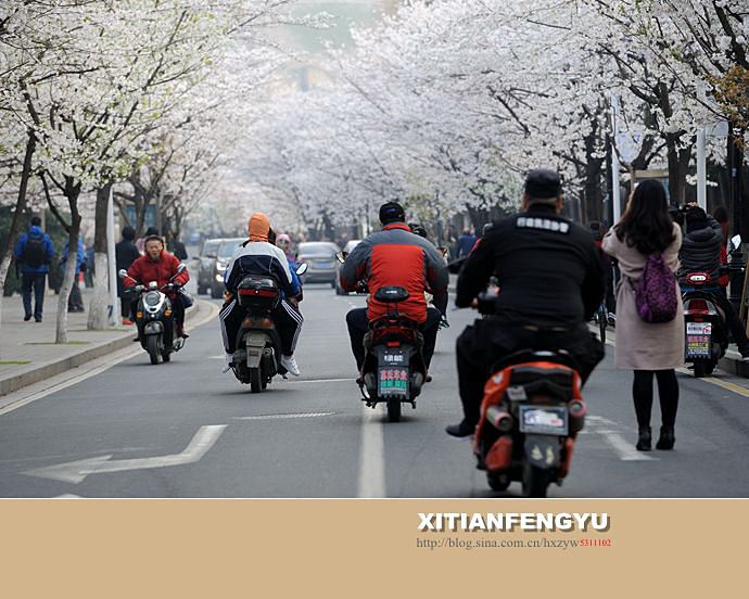 南京最美的樱花大道——鸡鸣寺路