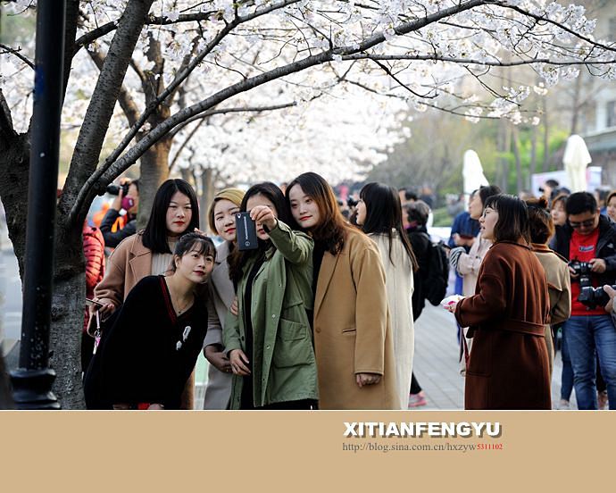 南京最美的樱花大道——鸡鸣寺路