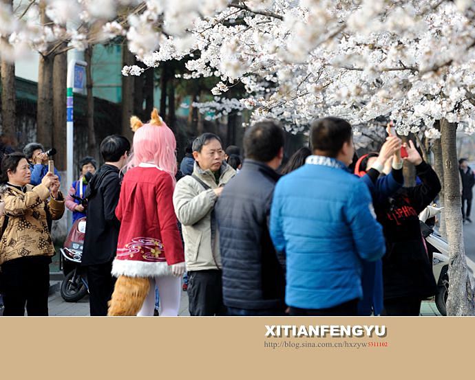 南京最美的樱花大道——鸡鸣寺路