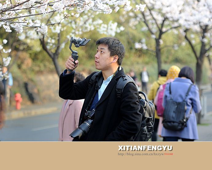 南京最美的樱花大道——鸡鸣寺路