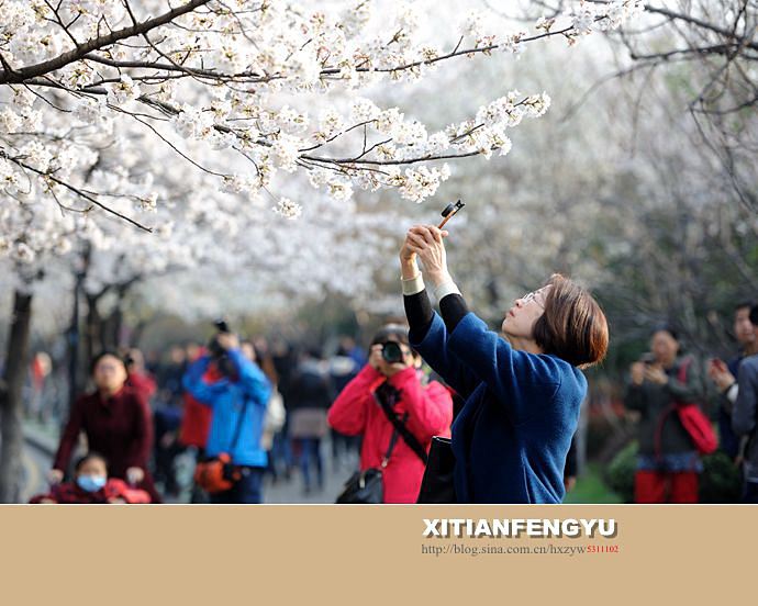 南京最美的樱花大道——鸡鸣寺路