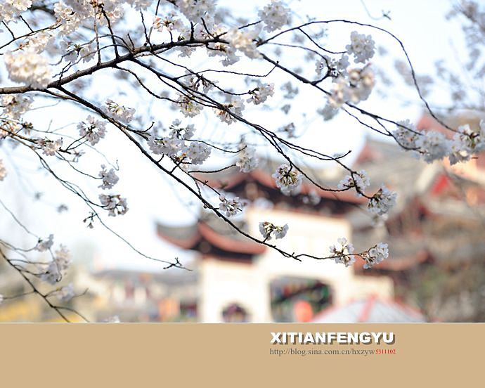 南京最美的樱花大道——鸡鸣寺路