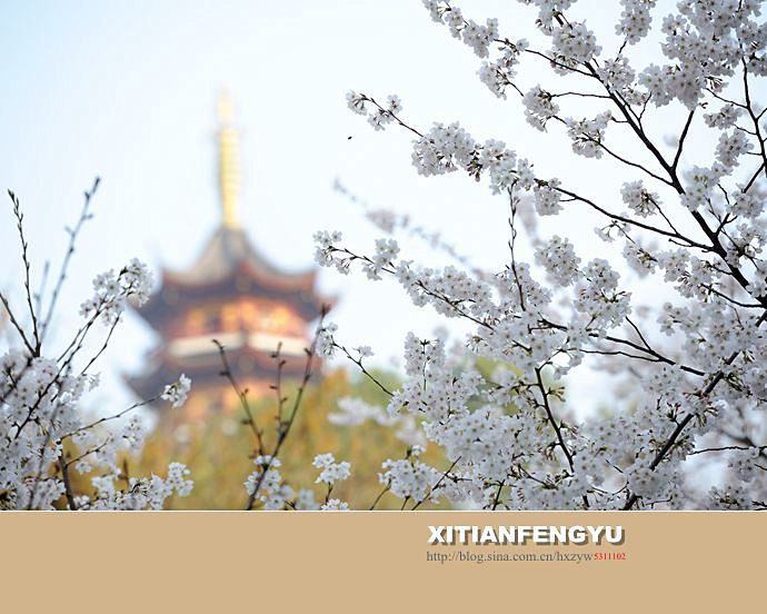 南京最美的樱花大道——鸡鸣寺路