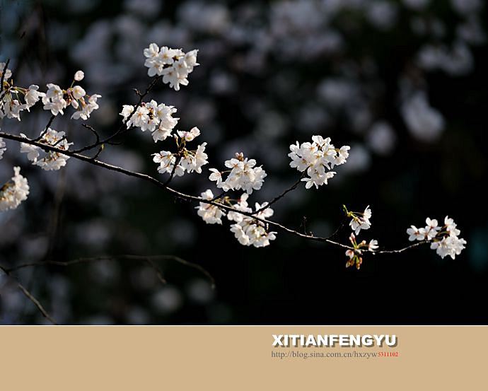 南京最美的樱花大道——鸡鸣寺路