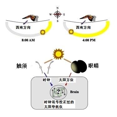 新发现,帝王蝶万里迁徙之谜