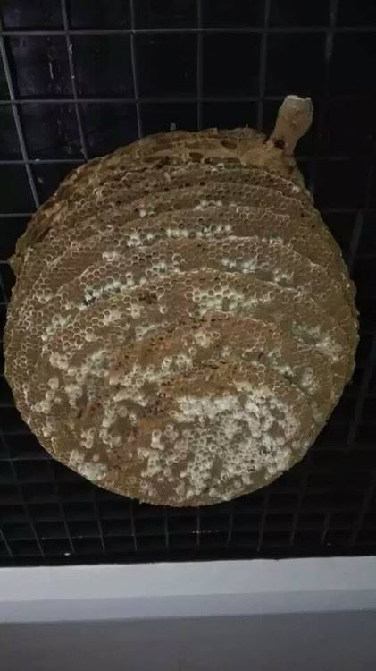 秦岭最美为何是商洛?