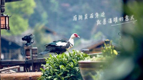 黄磊：成年人最向往的生活是怎样的？