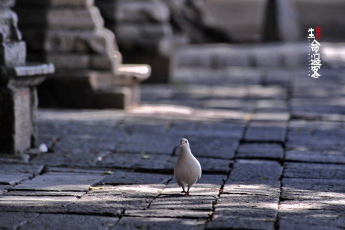 【原创】泉州开元寺：千年古城千年的寺