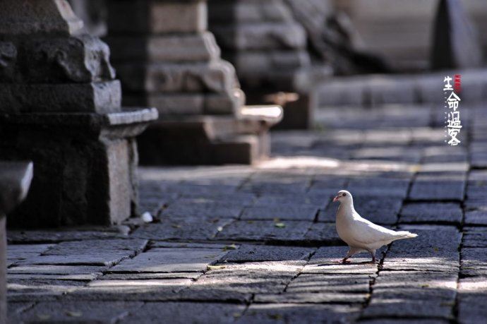 【原创】泉州开元寺：千年古城千年的寺