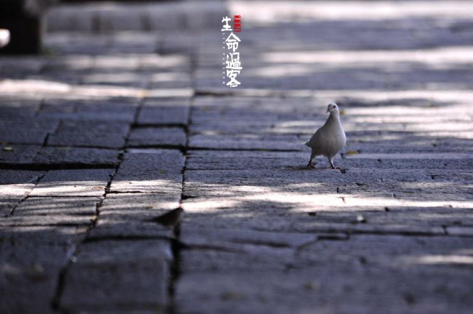 【原创】泉州开元寺：千年古城千年的寺