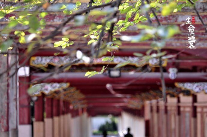 【原创】泉州开元寺：千年古城千年的寺