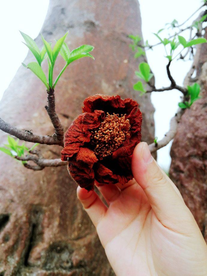 和哈里王子同步游非洲！抢在别的中国人发现它之前，好好地野奢一番！
