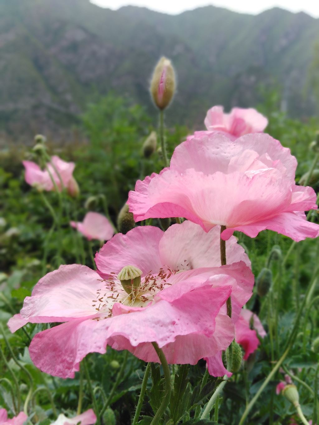 庚子年刘家峡游记