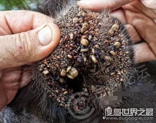 超恶心的蜱虫狗图片，看完整个人都精神了(进入须谨慎)