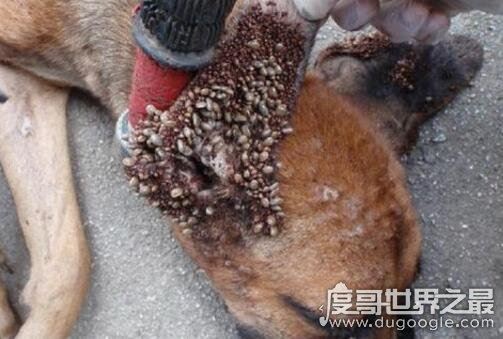 超恶心的蜱虫狗图片，看完整个人都精神了(进入须谨慎)