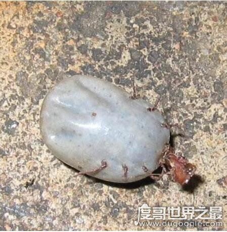 超恶心的蜱虫狗图片，看完整个人都精神了(进入须谨慎)